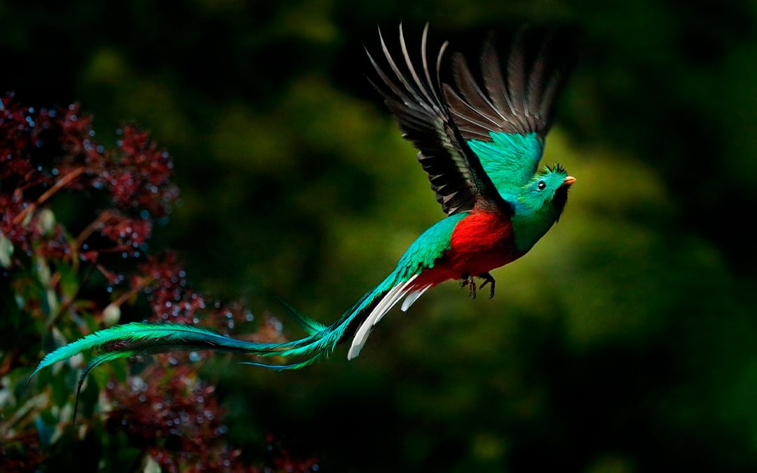 Biodiversidad México Sustentable